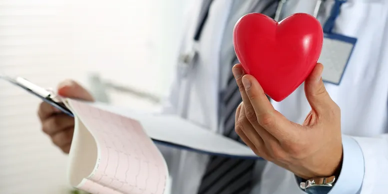 Symbolisches Herzmodell in medizinischer Hand – fundierte Herz-Kreislauf-Diagnostik bei Dr. Amel Havkic, Lungenarzt in Frankfurt